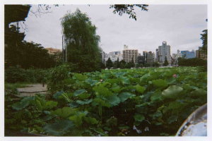 Lotus garden in Tokyo
