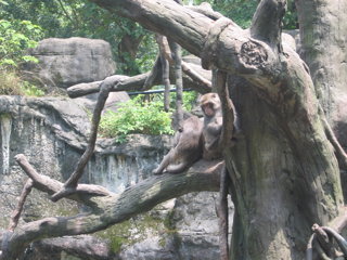 Taipei Zoo 1